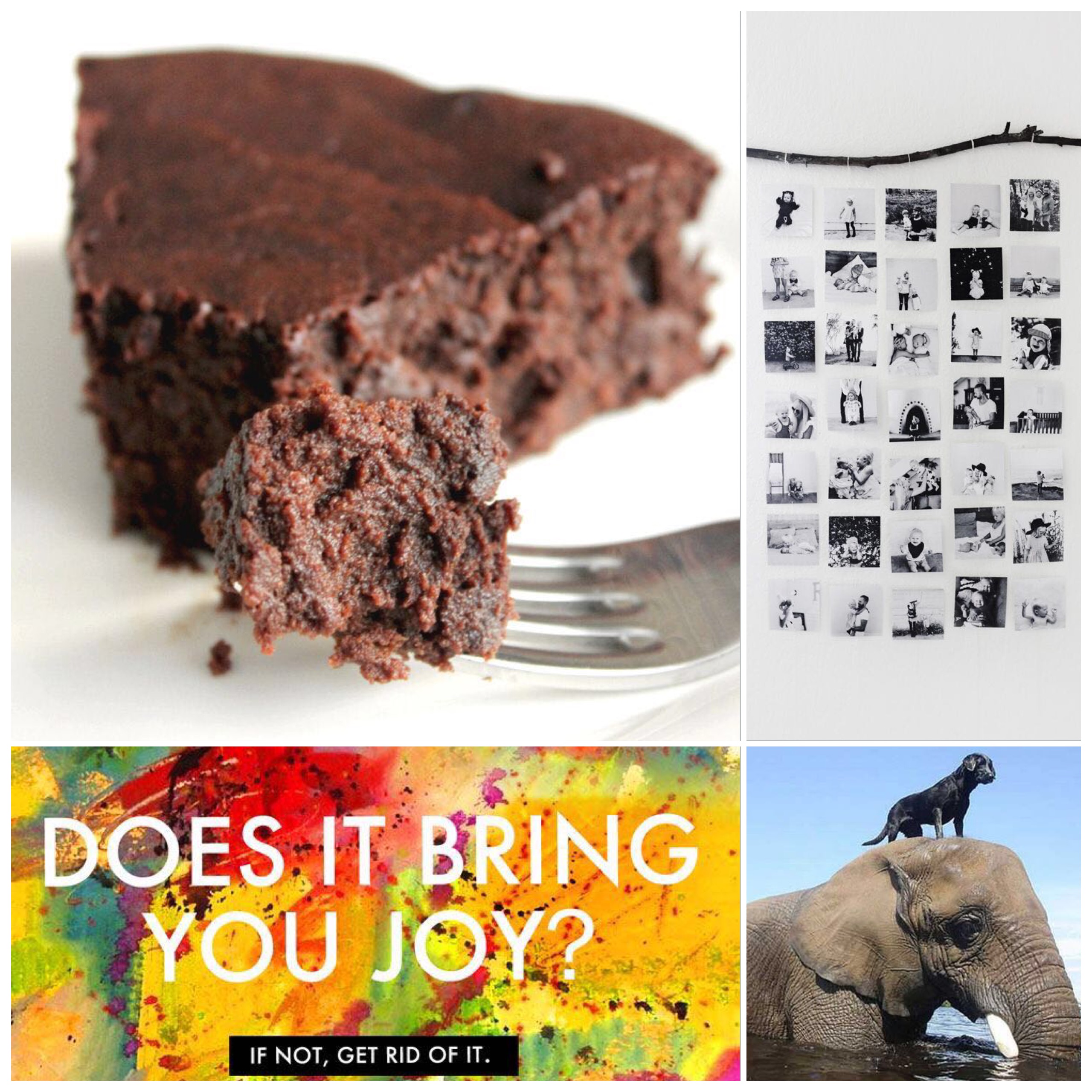 Fab Friday - grain free Choc cake, photo display idea, does it spark joy, animal friends - elephant & dog